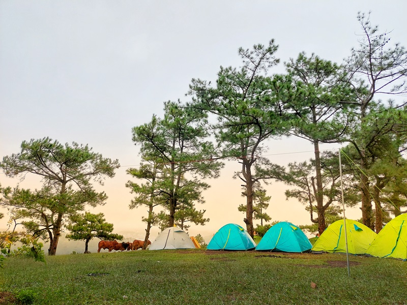 Đỉnh đồi Đa Phú là địa điểm cắm trại Đà Lạt không mất phí.
