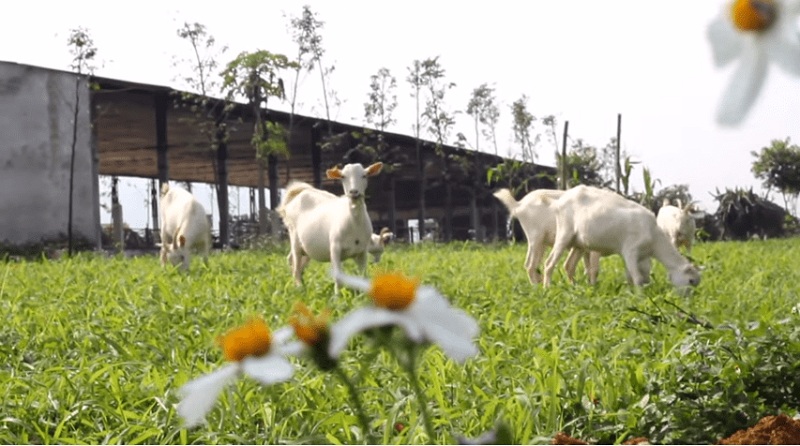 Chơi gì ở Ba Vì - Nông trại dê trắng